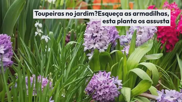 'Video thumbnail for Toupeiras no jardim? Esqueça as armadilhas, esta planta os assusta'