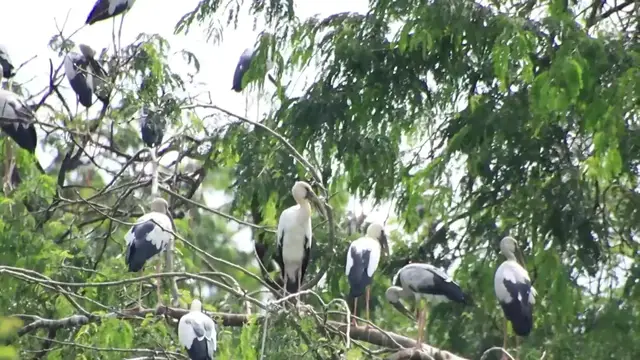 'Video thumbnail for The everning wild bird stay to sleep here'
