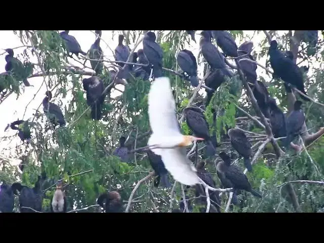 'Video thumbnail for Area zoo forest bird a lot | Wild bird a lot black unkhnow bird'
