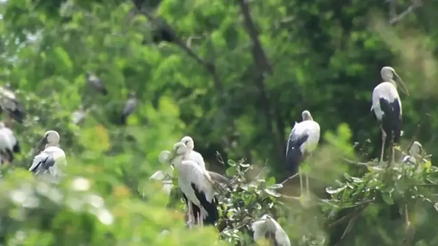 'Video thumbnail for A lot wild bird stay on nest at Area bird'