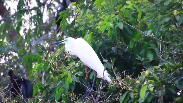 'Video thumbnail for THe white bird on nest'