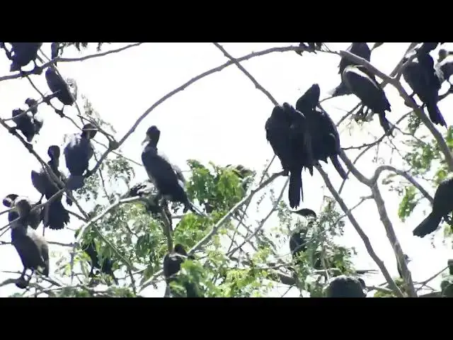 'Video thumbnail for Maya bird maya on nest All nest bird'