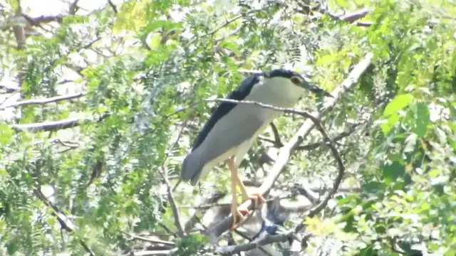 'Video thumbnail for Wild bird stay in nest for egg growth to baby'