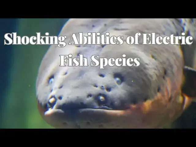 'Video thumbnail for Discover the Shocking Abilities of Electric Fish Species'
