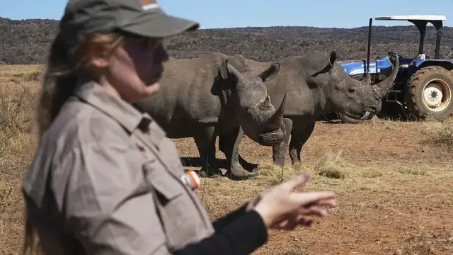 'Video thumbnail for South Africa injects Rhino horns with radioactive material to combat poaching'