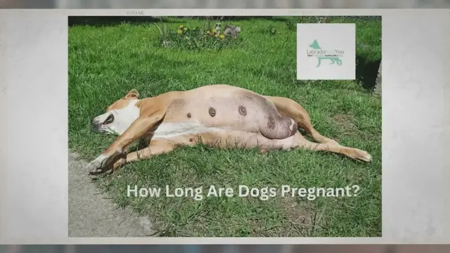'Video thumbnail for How Long Are Dogs Pregnant? Week By Week Update'