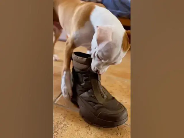 'Video thumbnail for See the world with their eyes ! This is a toy . My favorite shoes but love him way more #reacuedog'