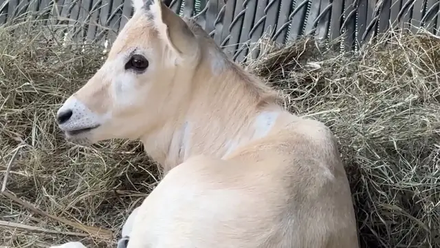 'Video thumbnail for Critically endangered addax born at Disney’s Animal Kingdom Lodge'