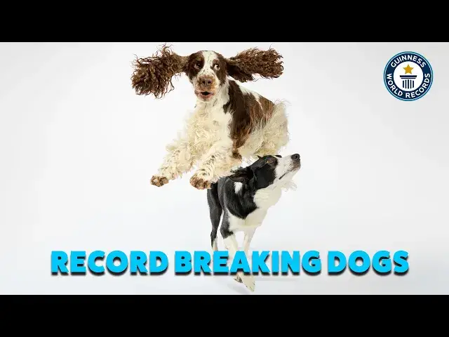 'Video thumbnail for Meet Clever Record-Breaking Pups, Bonnie and Simba'
