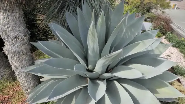 'Video thumbnail for Easy Plants for Beginners – Start Your Green Journey!'