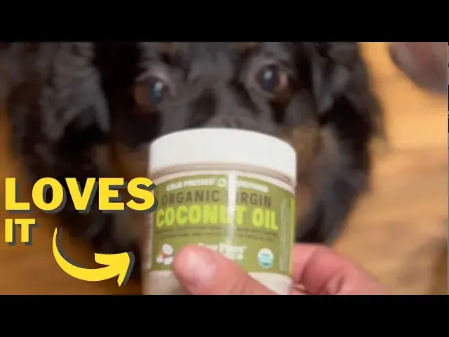 'Video thumbnail for Why I Buy Raw Paws Organic Coconut Oil For My Dogs'
