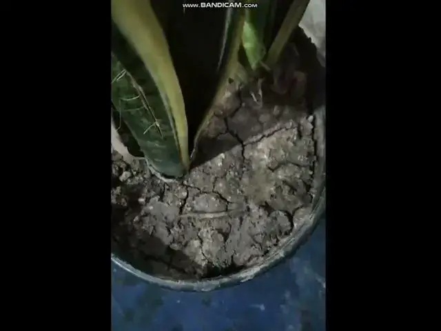 'Video thumbnail for snake plant brown leaves'