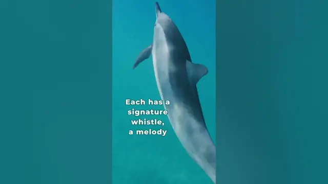 'Video thumbnail for Do dolphins inspire you?'