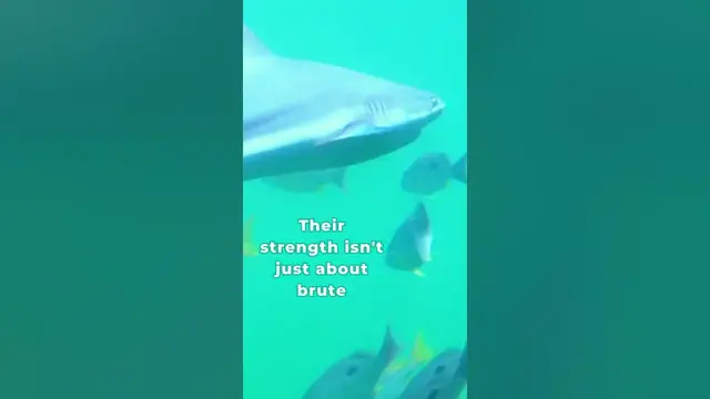 'Video thumbnail for Do sharks inspire you?'