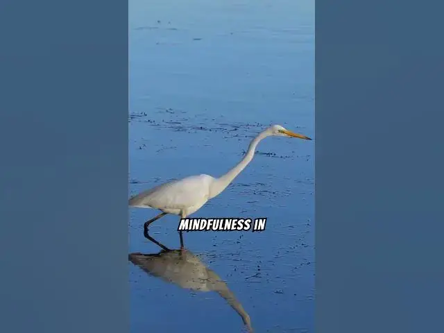 'Video thumbnail for What Makes the Great Egret So Mesmerizing? #shorts #greategret'