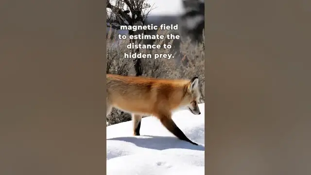'Video thumbnail for The Secret Superpower of Foxes'