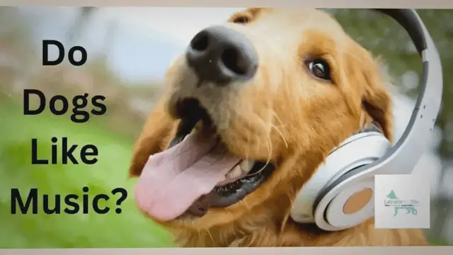 'Video thumbnail for Do Dogs Like Music? Researchers Say Yes! Find Out'
