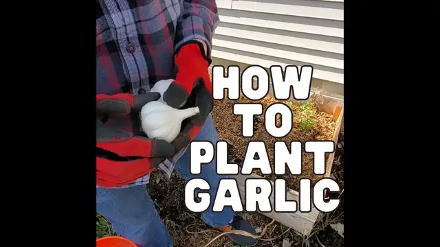 'Video thumbnail for How to Plant Garlic in Your Raised Garden Bed'
