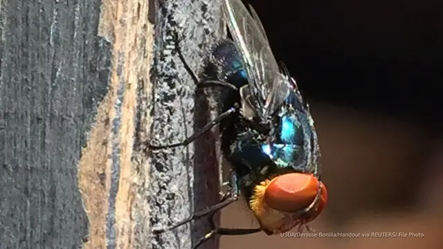 'Video thumbnail for Texas to deploy bait scented like open wounds to fight against screwworm fly'