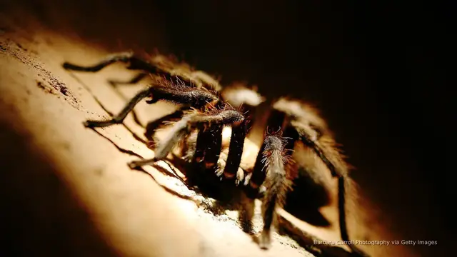 'Video thumbnail for Tens of thousands of tarantulas set to crawl across parts of US soon'