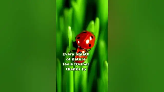 'Video thumbnail for Do ladybugs inspire you?'