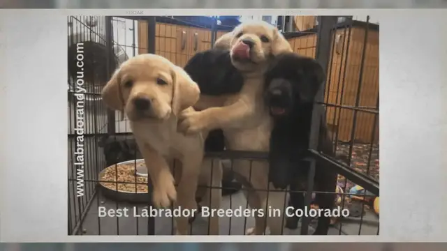 'Video thumbnail for 5 Best Labrador Breeders In Colorado You Can Trust'