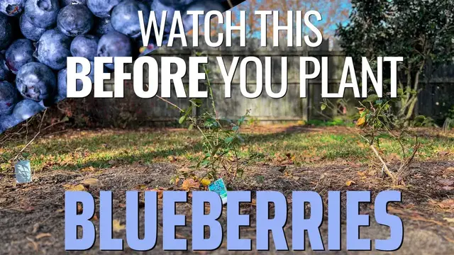 'Video thumbnail for Start a New Blueberry Patch! (Varieties, Soil Prep, and Planting Tips)'