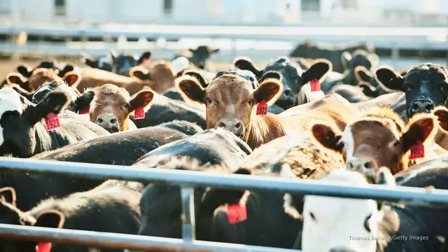 'Video thumbnail for Here’s why beef prices are at record high'