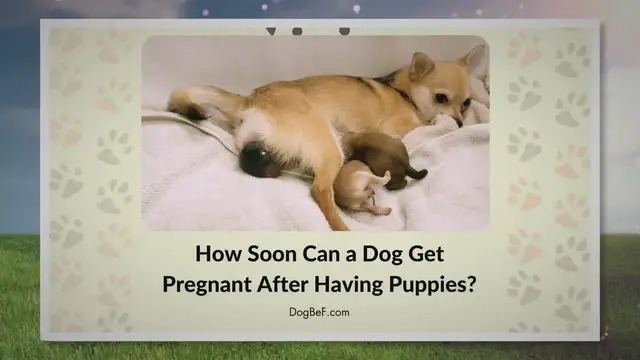 'Video thumbnail for How Soon Can a Dog Get Pregnant After Having Puppies?'
