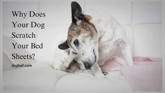 'Video thumbnail for Why Does My Dog Scratch My Bed Sheets?'