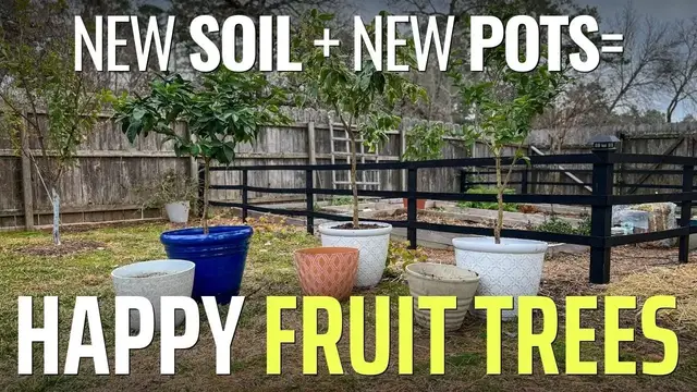 'Video thumbnail for Why You (Probably) Need to Repot Your Fruit Trees! (+How to Do It)'