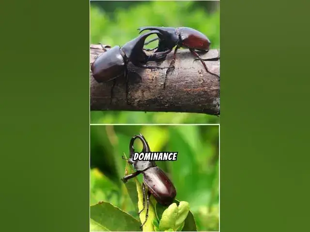 'Video thumbnail for What Makes Rhinoceros Beetles Natures Tiny Titans? #shorts'