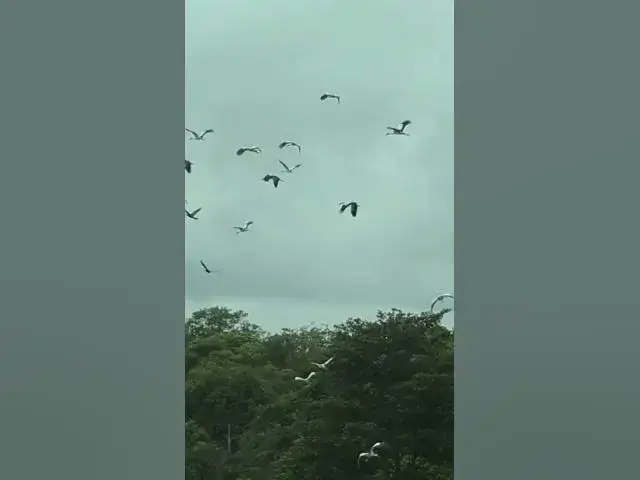 'Video thumbnail for Birdwatching #shorts'