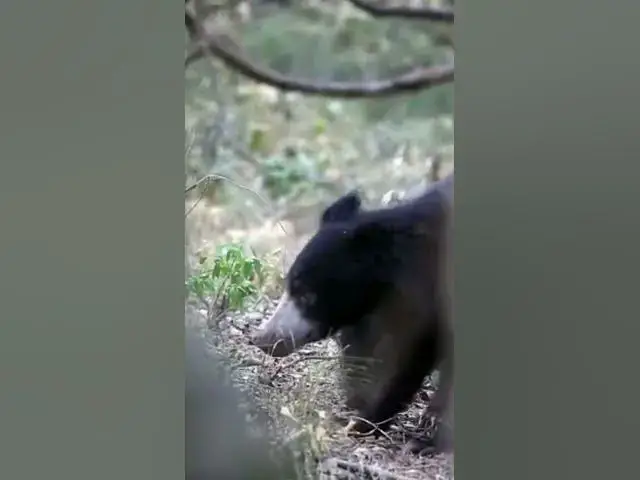 'Video thumbnail for Sloth bear Sri Lanka #shorts'