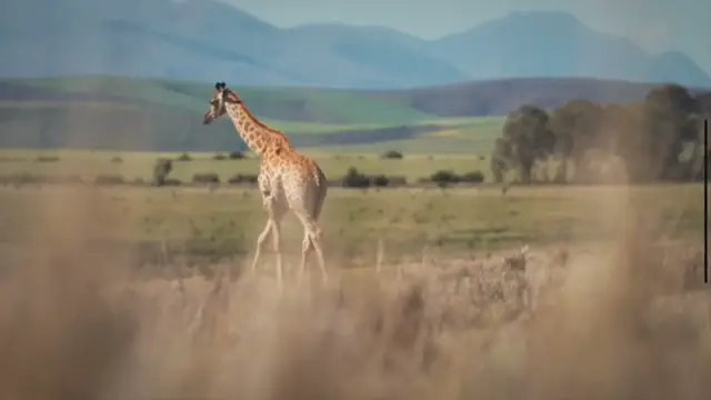 'Video thumbnail for Animals of Africa: A Brief Introduction'