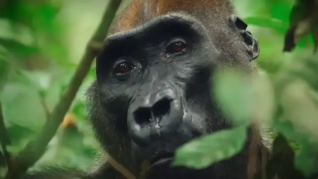 'Video thumbnail for The Wild Ones - Official "First Gorilla" Clip'