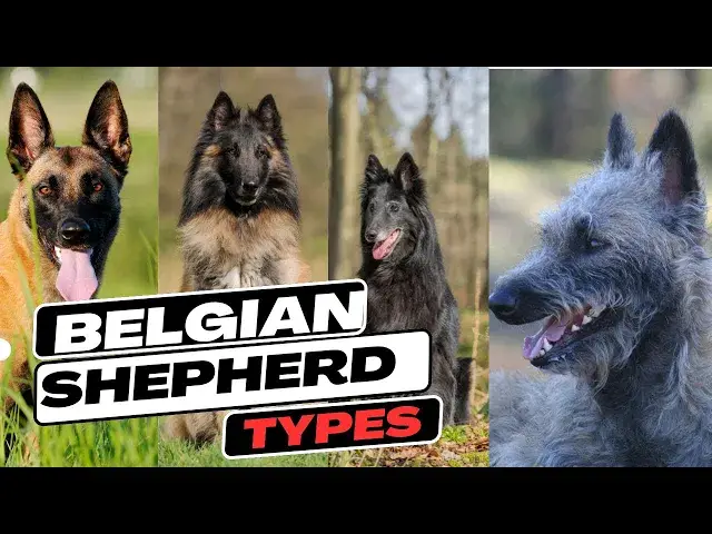 'Video thumbnail for Belgian Shepherd Types'