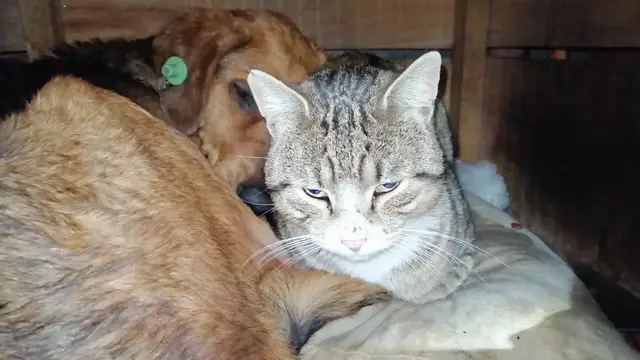 'Video thumbnail for A stray dog and a stray cat sleeping in the same kennel'