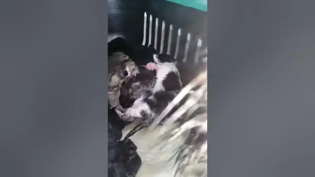 'Video thumbnail for Newborn kittens'