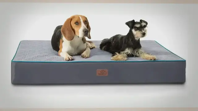 'Video thumbnail for What is an Orthopedic Dog Bed and Why Does Your Dog Need One?'