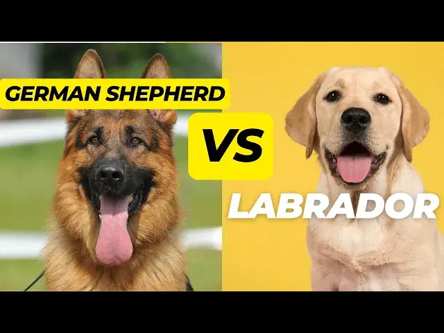 'Video thumbnail for German Shepherd vs Labrador, Which Makes the Better Family Dog?'