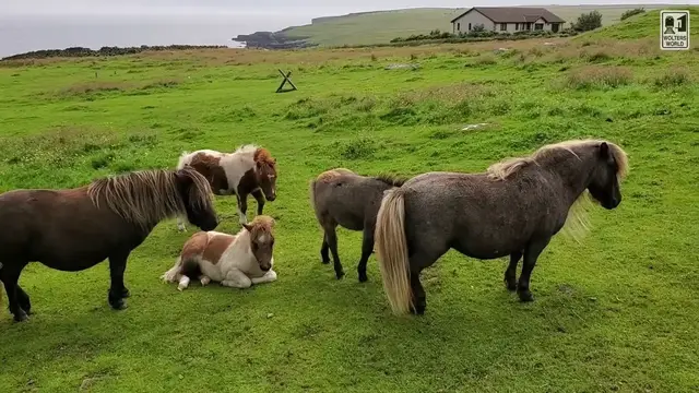 'Video thumbnail for Shetland Ponies - Views from the Shetland Islands'