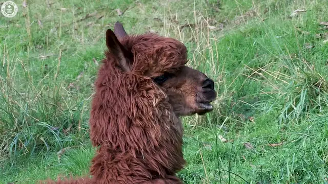 'Video thumbnail for Oldest Alpaca Living'