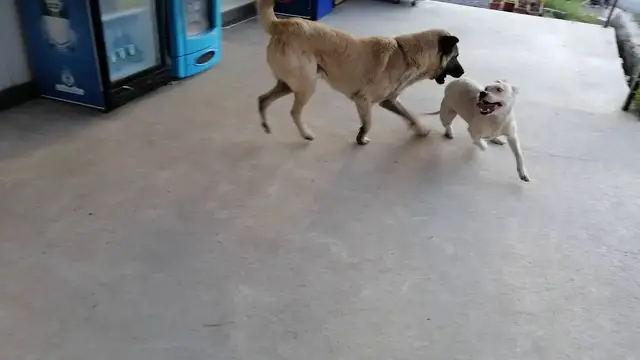 'Video thumbnail for Turkish Kangal dog and pit bull playing'