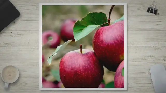 'Video thumbnail for Discover the Black Twig Apple: History, Flavor, and Culinary Uses'