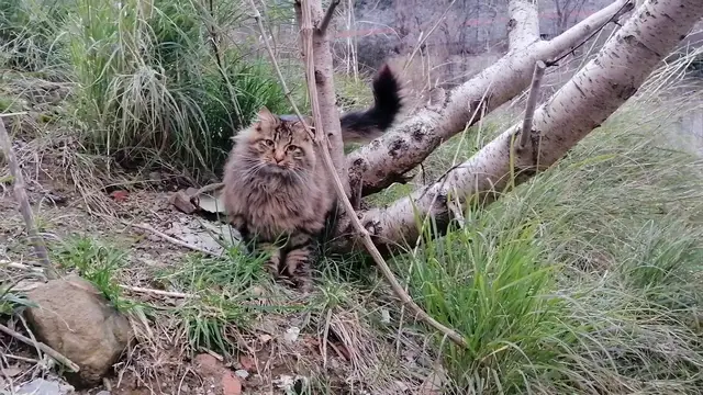 'Video thumbnail for A beautiful stray cat in Istanbul - 2'