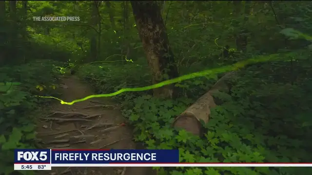 'Video thumbnail for Firefly resurgence after wet and humid weather'