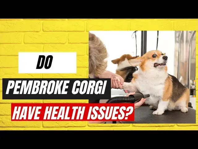 'Video thumbnail for Do Corgis Have Health Issues?'