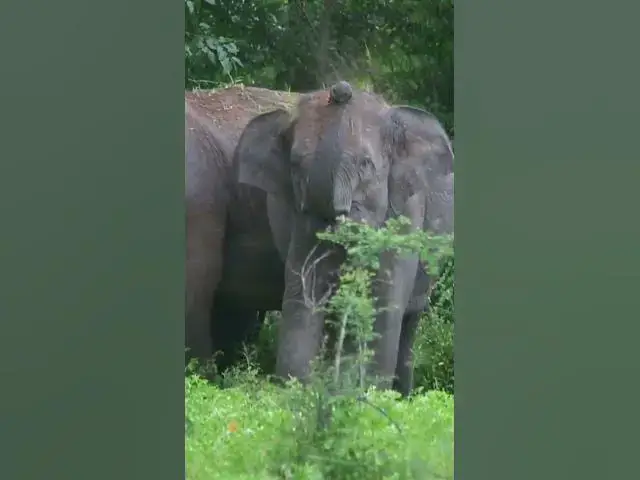 'Video thumbnail for Elephant #shorts'