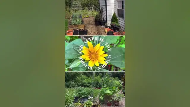 'Video thumbnail for Spring garden vs the Summer garden #gardeningvideos #raisedbeds #plant #gardening #containergarden'